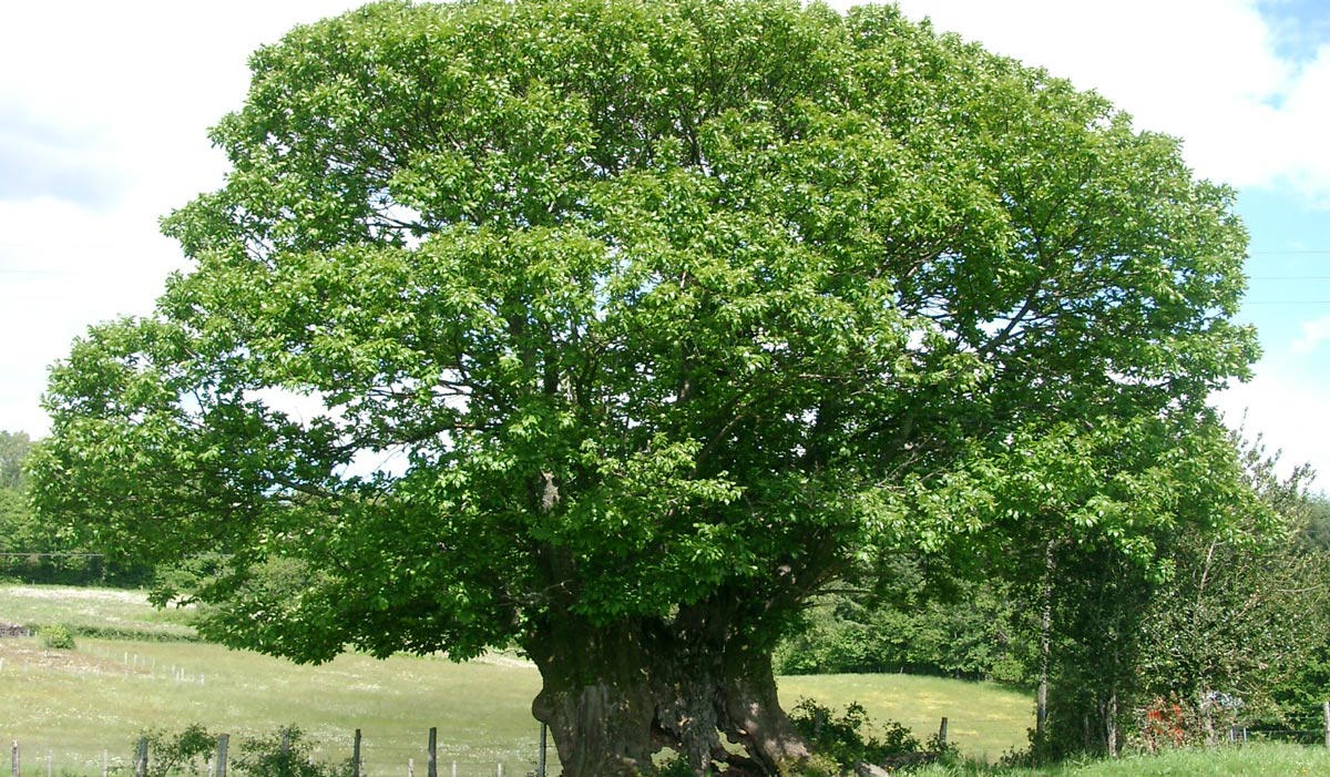 Châtaignier de Saint-Léger-sous-Beuvray