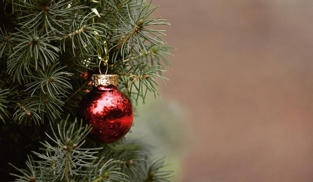 Les sapins de Noël du Morvan bientôt dotés d’une IGP ?