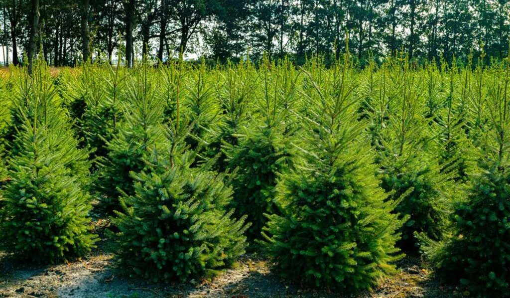 Dans le Morvan, le sapin bio : une alternative durable pour préserver la magie de Noël